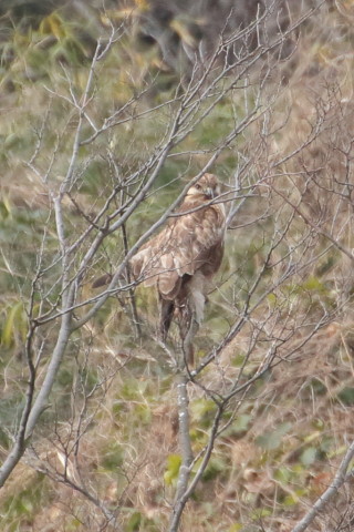 トリミング 2016/1月 TAMRONsp70-300+7D2 焦点距離300mm F8 ss1/640 ISO640