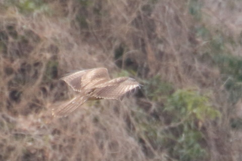 トリミング 2016/1月 TAMRONsp70-300+7D2 焦点距離300mm F8 ss1/640 ISO800 Case3