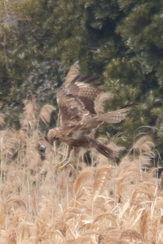 トリミング 2016/1月 TAMRONsp70-300+7D2 焦点距離300mm F8 ss1/640 ISO640 Case3