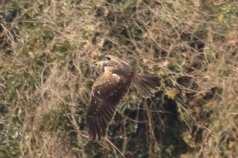 トリミング 2016/1月 TAMRONsp70-300+7D2 焦点距離300mm F8 ss1/640 ISO400 Case3