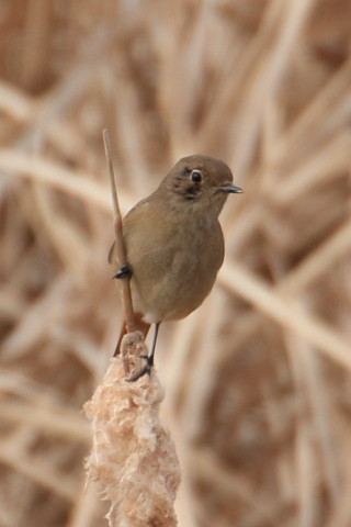 トリミング 2016/1月 TAMRONsp70-300+7D2 焦点距離300mm F8 ss1/640 ISO320