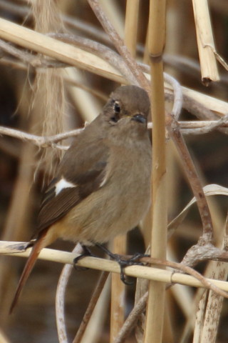 トリミング 2016/1月 TAMRONsp70-300+7D2 焦点距離300mm F8 ss1/640 ISO320