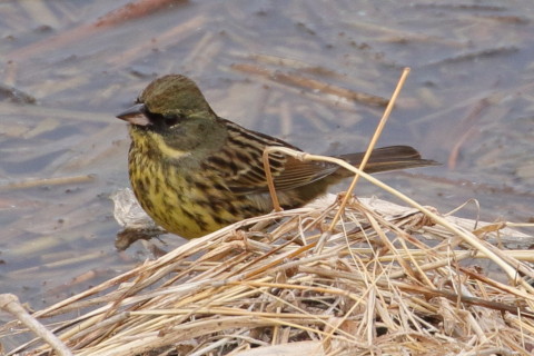 トリミング 2016/1月 TAMRONsp70-300+7D2 焦点距離300mm F8 ss1/640 ISO320