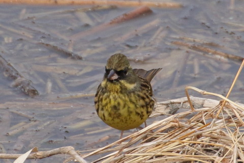 トリミング 2016/1月 TAMRONsp70-300+7D2 焦点距離300mm F8 ss1/640 ISO320