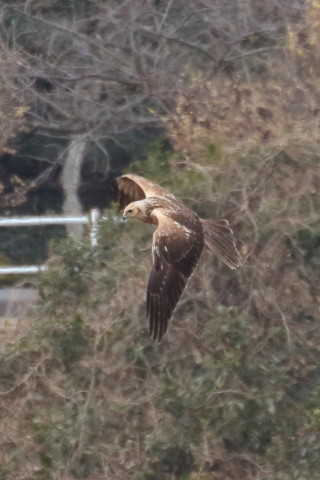 トリミング 2016/1月 TAMRONsp70-300+7D2 焦点距離300mm F8 ss1/640 ISO640 Case3