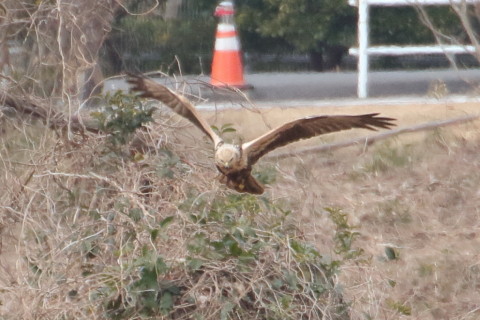 トリミング 2016/1月 TAMRONsp70-300+7D2 焦点距離300mm F8 ss1/640 ISO800 Case3
