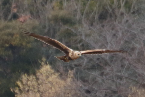 トリミング 2016/1月 TAMRONsp70-300+7D2 焦点距離300mm F8 ss1/640 ISO500 Case3
