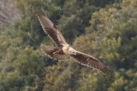 トリミング 2016/1月 TAMRONsp70-300+7D2 焦点距離300mm F8 ss1/640 ISO800 Case3