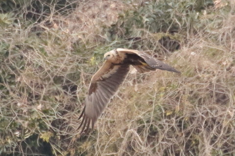 トリミング 2016/1月 TAMRONsp70-300+7D2 焦点距離300mm F8 ss1/1250 ISO1600 Case3