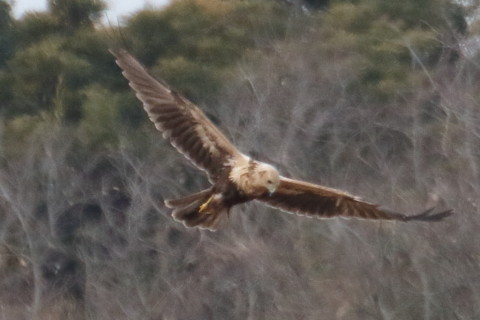 トリミング 2016/1月 TAMRONsp70-300+7D2 焦点距離300mm F8 ss1/1600 ISO1250 Case3