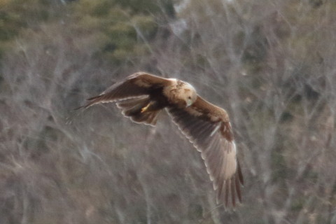 トリミング 2016/1月 TAMRONsp70-300+7D2 焦点距離300mm F8 ss1/1600 ISO1250 Case3