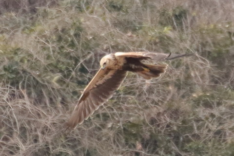 トリミング 2016/1月 TAMRONsp70-300+7D2 焦点距離300mm F8 ss1/1600 ISO1600 Case3