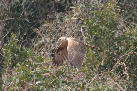 トリミング 2016/1月 TAMRONsp70-300+7D2 焦点距離300mm F8 ss1/1600 ISO1600 Case3