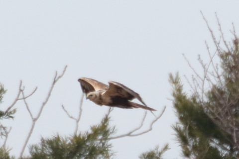 トリミング 2016/1月 TAMRONsp70-300+7D2 焦点距離300mm F8 ss1/1600 ISO1000 Case3