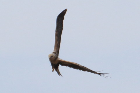 トリミング 2016/1月 TAMRONsp70-300+7D2 焦点距離300mm F8 ss1/1600 ISO250 Case3