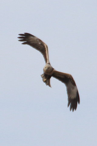 トリミング 2016/1月 TAMRONsp70-300+7D2 焦点距離300mm F8 ss1/1600 ISO250 Case3