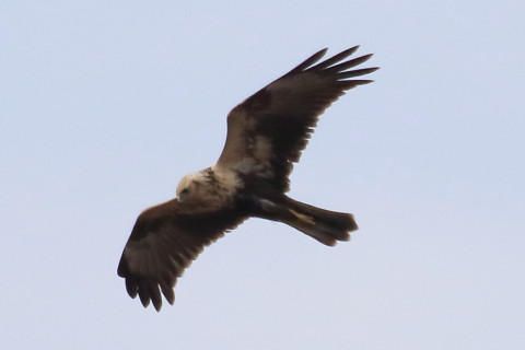 トリミング 2016/1月 TAMRONsp70-300+7D2 焦点距離300mm F8 ss1/2500 ISO500 Case3