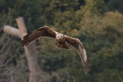 トリミング 2016/1月 TAMRONsp70-300+7D2 焦点距離300mm F8 ss1/2500 ISO1600 Case3