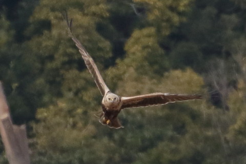 トリミング 2016/1月 TAMRONsp70-300+7D2 焦点距離300mm F8 ss1/2500 ISO1600 Case3