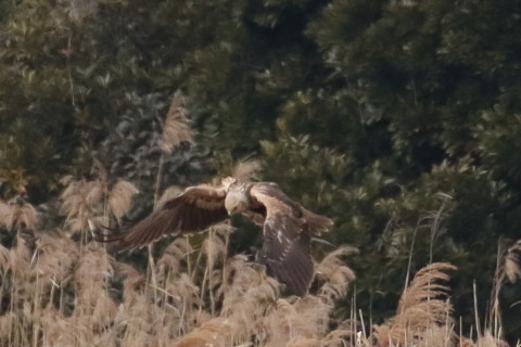 トリミング 2016/1月 TAMRONsp70-300+7D2 焦点距離300mm F8 ss1/2500 ISO1600 Case3