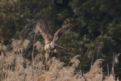 トリミング 2016/1月 TAMRONsp70-300+7D2 焦点距離300mm F8 ss1/2500 ISO1600 Case3