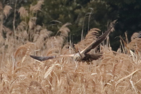 トリミング 2016/1月 TAMRONsp70-300+7D2 焦点距離300mm F8 ss1/2500 ISO1600 Case3
