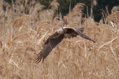 トリミング 2016/1月 TAMRONsp70-300+7D2 焦点距離300mm F8 ss1/2500 ISO1600 Case3