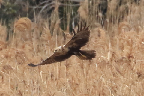 トリミング 2016/1月 TAMRONsp70-300+7D2 焦点距離300mm F8 ss1/2500 ISO1600 Case3