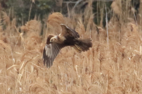 トリミング 2016/1月 TAMRONsp70-300+7D2 焦点距離300mm F8 ss1/2500 ISO1600 Case3