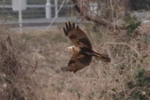 トリミング 2016/1月 TAMRONsp70-300+7D2 焦点距離300mm F8 ss1/2500 ISO1600 Case3