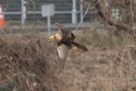 トリミング 2016/1月 TAMRONsp70-300+7D2 焦点距離300mm F8 ss1/2500 ISO1600 Case3