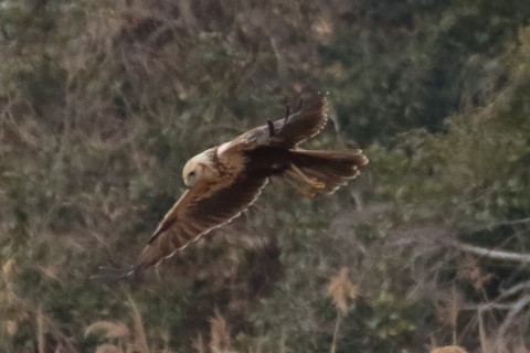 トリミング 2016/1月 TAMRONsp70-300+7D2 焦点距離300mm F8 ss1/2500 ISO1600 Case3