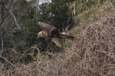 トリミング 2016/1月 TAMRONsp70-300+7D2 焦点距離300mm F8 ss1/2500 ISO1600 Case3