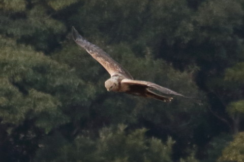 トリミング 2016/1月 TAMRONsp70-300+7D2 焦点距離300mm F8 ss1/2500 ISO1600 Case3