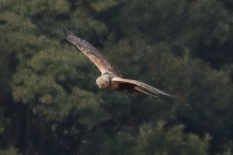 トリミング 2016/1月 TAMRONsp70-300+7D2 焦点距離300mm F8 ss1/2500 ISO1600 Case3