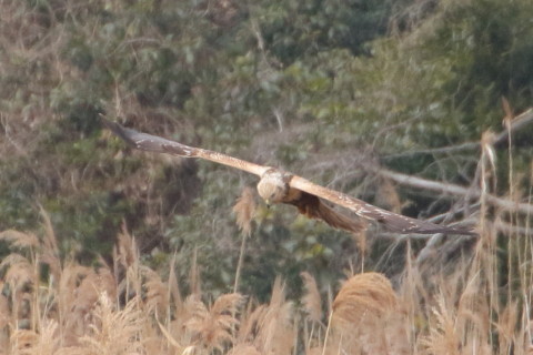 トリミング 2016/1月 TAMRONsp70-300+7D2 焦点距離300mm F8 ss1/800 ISO800 Case3