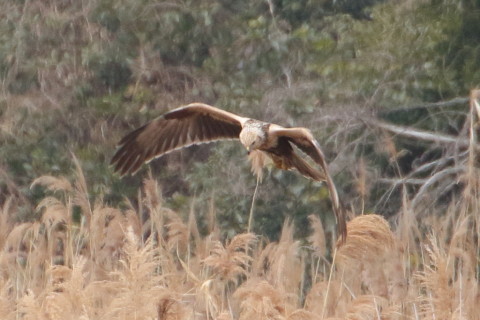 トリミング 2016/1月 TAMRONsp70-300+7D2 焦点距離300mm F8 ss1/800 ISO800 Case3