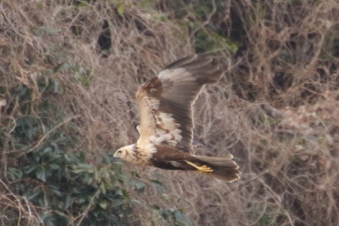 トリミング 2016/1月 TAMRONsp70-300+7D2 焦点距離300mm F8 ss1/800 ISO800 Case3
