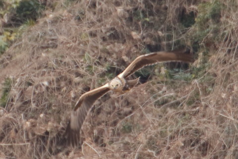 トリミング 2016/1月 TAMRONsp70-300+7D2 焦点距離300mm F8 ss1/500 ISO640 Case3
