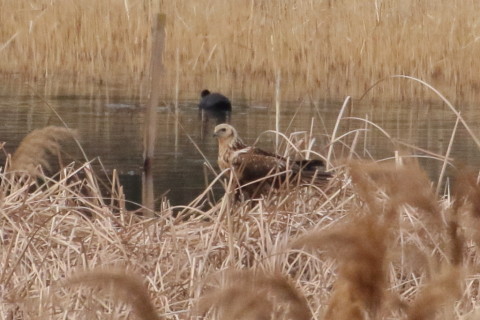 トリミング 2016/1月 TAMRONsp70-300+7D2 焦点距離300mm F8 ss1/2500 ISO1250
