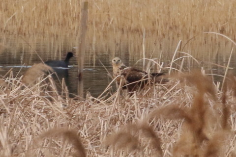 トリミング 2016/1月 TAMRONsp70-300+7D2 焦点距離300mm F8 ss1/2500 ISO1250