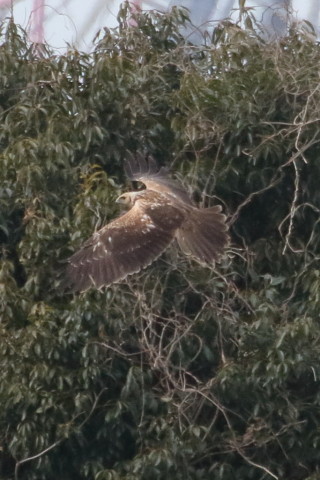 トリミング 2016/1月 TAMRONsp70-300+7D2 焦点距離300mm F8 ss1/2500 ISO1600 Case3