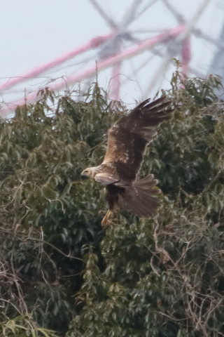 トリミング 2016/1月 TAMRONsp70-300+7D2 焦点距離300mm F8 ss1/2500 ISO1600 Case3