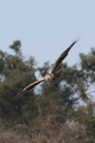 トリミング 2016/1月 TAMRONsp70-300+7D2 焦点距離300mm F8 ss1/1250 ISO250 Case3