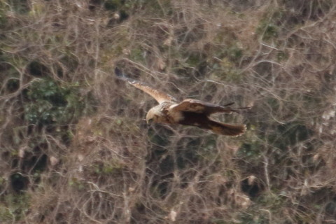トリミング 2016/1月 TAMRONsp70-300+7D2 焦点距離300mm F8 ss1/1250 ISO800 Case3