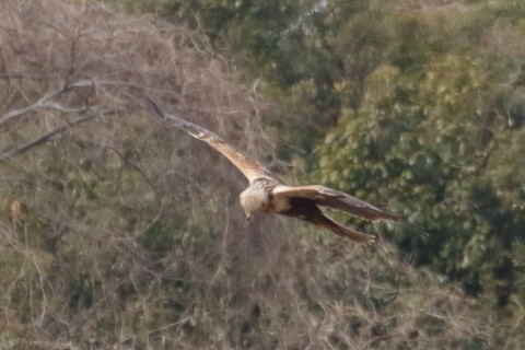トリミング 2016/1月 TAMRONsp70-300+7D2 焦点距離300mm F8 ss1/1250 ISO1000 Case3