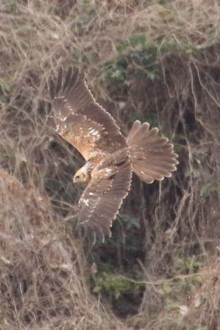 トリミング 2016/1月 TAMRONsp70-300+7D2 焦点距離300mm F8 ss1/1250 ISO1250 Case3