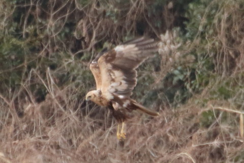 トリミング 2016/1月 TAMRONsp70-300+7D2 焦点距離300mm F8 ss1/1250 ISO1000 Case3