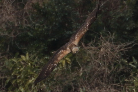 トリミング 2016/1月 TAMRONsp70-300+7D2 焦点距離300mm F8 ss1/1250 ISO320 Case3