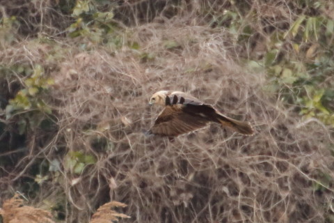 トリミング 2016/1月 TAMRONsp70-300+7D2 焦点距離300mm F8 ss1/1250 ISO1000 Case3